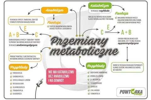Jak uczyć się biologii? Opanuj maturę i zrozum życie!